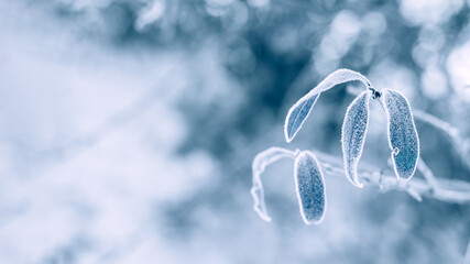 Blue monday concept with natural winter tree branch snow background. Blue Monday in January the...