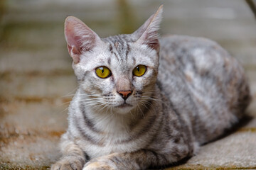 Close-up of a cute stray gray cat lying on its belly with a beautiful yellow eyes