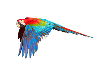 Colorful flying parrot isolated on transparent background.