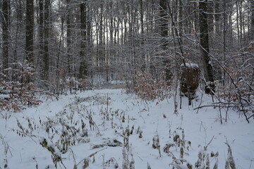 Winter Landschaft und Wälder
