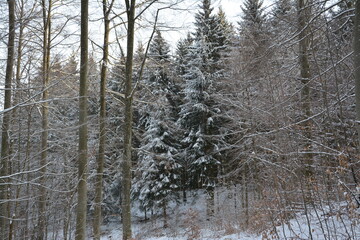 Fototapeta premium Winter Landschaft und Wälder