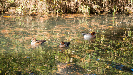 池に浮かぶ三匹のカモ（鴨）
