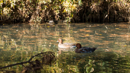 池の水面に浮かぶ水鳥