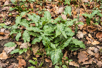 Arum italicum - Italian arum