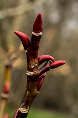 red buds of Salix fargesii