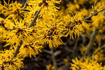 Hamamelis x intermedia 'Evi' - witch hazel