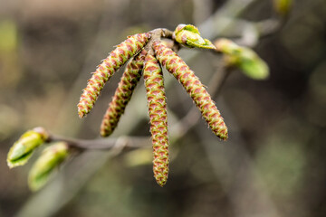 Ostrya carpinifolia -European hop hornbeam