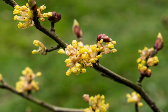Lindera obtusiloba or blunt-lobed spice bush