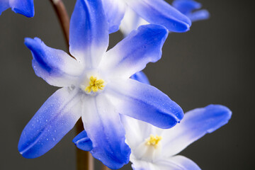 Chionodoxa 'Blue Giant'