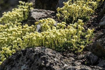 Saxifraga x apiculata 'Gregor Mendel'