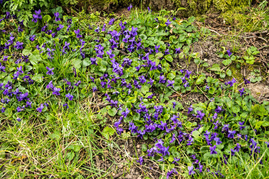 Viola odorata - sweet violet