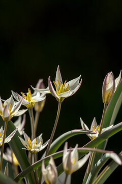 Tulipa biflora