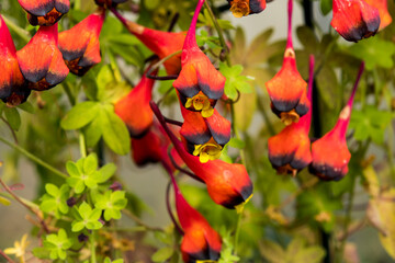 Tropaeolum tricolor