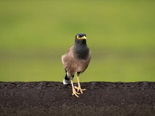Vogel