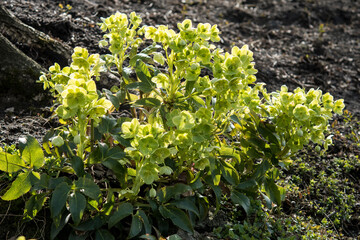 Helleborus argutifolius