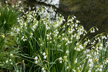 Leucojum aestivum or Spring Snowflake