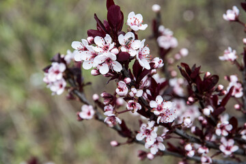 Prunus cistena
