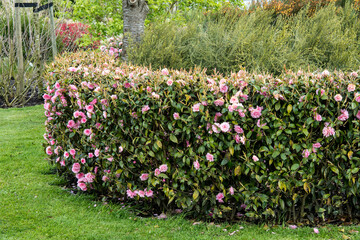 Camellia 'Spring Festival'