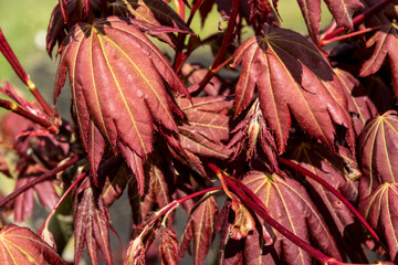 Acer palmatum Brown Sugar ('JWW7')