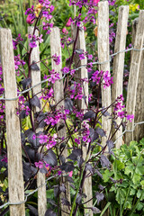 Lunaria annua 'Chedglow' or silver dollar