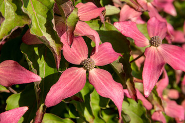 Cornus kousa 'Rutpink' (SCARLET FIRE)