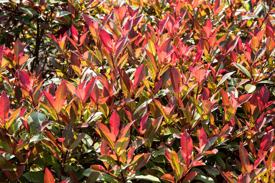 Photinia fraseri 'Mandarino'