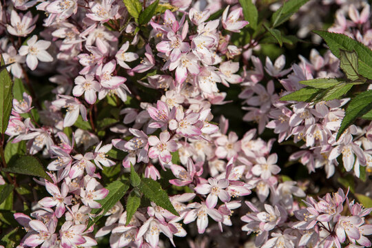 Deutzia YUKI CHERRY BLOSSOM ('NCDX2')