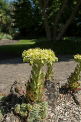 Sempervivum ciliosum subsp. ciliosum -house leek