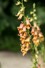 Digitalis obscura or willow-leaved foxglove © Wiert
