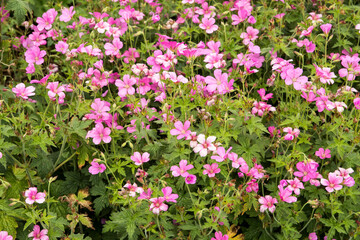 Geranium endressii