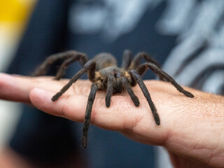 Spinne