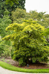 Trochodendron aralioides or wheel tree
