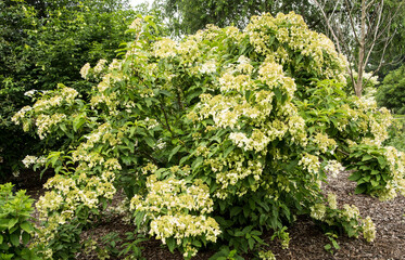 Hydrangea heteromalla