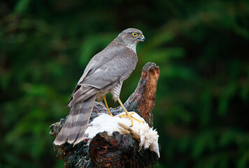 Female sparrowhawk with kill at a woodland site