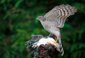 Female sparrowhawk with kill at a woodland site