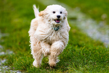 Spielender Cockapoo Welpe im Gras