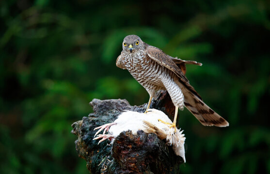 Female sparrowhawk with kill at a woodland site