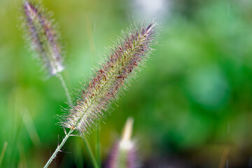 Open day at highway enclosure construction site with plants exhibition for the future public park at Zürich Schwamendingen on a rainy autumn day. Photo taken October 1st, 2022, Zurich, Switzerland.