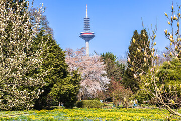 Grüneburgpark mit dem Europaturm in Frankfurt am Main © Dieter Meyer
