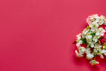 Viva Magenta background. Cherry blossoms. Color of the year 2023.Valentine's Day Greeting Card.
