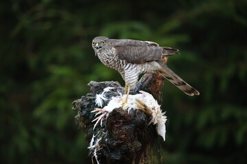 Female sparrowhawk with kill at a woodland site