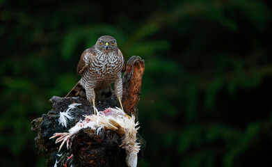 Female sparrowhawk with kill at a woodland site