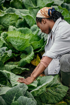 Shot Of A Young African American Woman Harvesting Crops On Her Farm. Female Worker Harvesting Cabbage