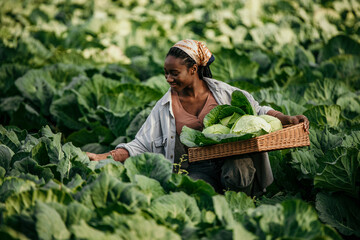 cheerful black woman working and harvesting vegetables on the farm. organic vegetable farm worker © La Famiglia