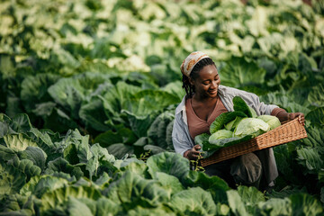 cheerful black woman working and harvesting vegetables on the farm. organic vegetable farm worker