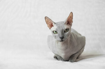 Domestic sweet cat sphinx close-up. Pet care..