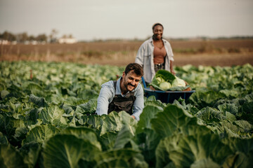 Two fields workes harvesting organic crops in a row. Multiracial people working on the farm