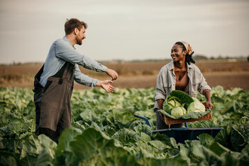 Loving couple working together on their farm, harvesting in the field. family and small business concept