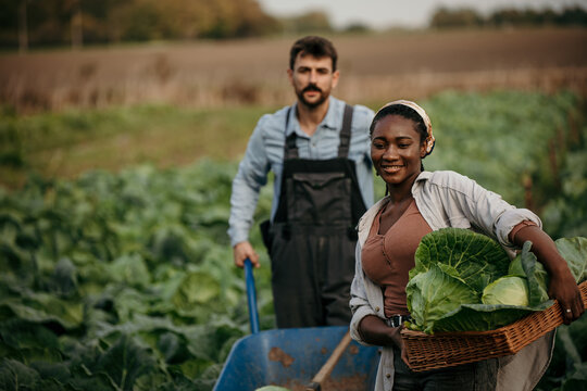 Loving Couple Working Together On Their Farm, Harvesting In The Field. Family And Small Business Concept