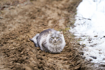 Cute gray cat outdoors. Close up view of the cat on the ground in winter.